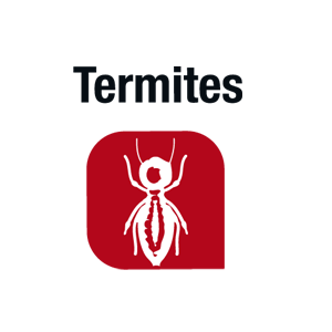 Logo termites