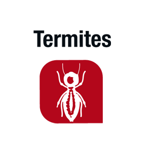 Termites